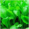 Instant Latch 500 Florida Broadleaf Mustard Seeds | Non-GMO | Heirloom | Garden Seeds