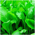 Instant Latch 500 Florida Broadleaf Mustard Seeds | Non-GMO | Heirloom | Garden Seeds