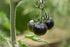 VAACNEE 30pcs MOCCUROD European Black Cherry Tomatoes Seeds Sweet Tasty Heirloom Non-GMO Rare Juicy Plant