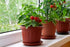 SeedsUP 40+ Seeds Indoor Dwarf Tomato Year-Round - Vegetable Red