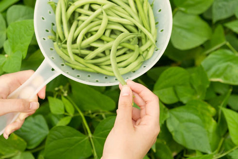 30+ Packet, Kentucky Wonder Bush Bean Seeds for Planting, Heirloom Seeds Per (Isla's Garden Seeds), Non GMO Seeds