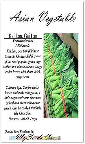 MySeeds.Co - BIG PACK Seeds Pack (1,500) Pack Big - Chinese Broccoli, Kailan GAI LAN Seeds - Used in Cantonese Cuisine