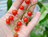 Harley Seeds 30 Sweet Pea Currant Tomato Seeds, Heirloom Non GMO, Extra Sweet and Heavy Yielding, Low Acid