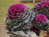 NIKA SEEDS 50-100 Seeds Vegetable Flowering Kale Mix (Ornamental Cabbage) Large Leaf - Seeds