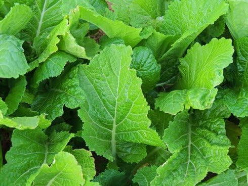 Seed Kingdom Mustard Florida Broadleaf Great Garden Vegetable Heirloom Seeds by (5,000 Seeds)