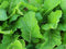Seed Kingdom Mustard Florida Broadleaf Great Garden Vegetable Heirloom Seeds by (5,000 Seeds)