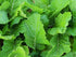 Seed Kingdom Mustard Florida Broadleaf Great Garden Vegetable Heirloom Seeds by (5,000 Seeds)