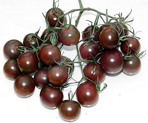 Harley Seeds 30+ Black Cherry Tomato Seeds, Heirloom Non-GMO, Low Acid, Indeterminate, Open-Pollinated, Sweet