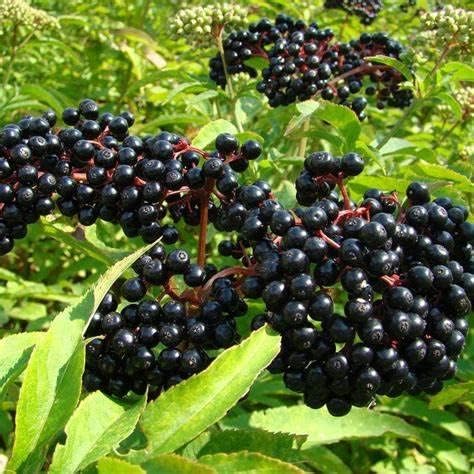 200+Elderberry Fruit Seeds - No GMO Heirloom Black Elderberry Seeds for Planting