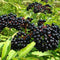 200+Elderberry Fruit Seeds - No GMO Heirloom Black Elderberry Seeds for Planting