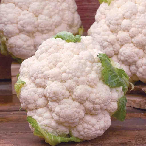 93% Gaea's Blessing Seeds - Cauliflower Seeds - Snowball Y Improved - Non-GMO Seeds with Easy to Follow Planting