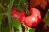 Clovers Garden Brandywine Red Tomato Plants Two (2) Live Plants Non-GMO -