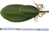 WINOMO Artificial Orchid Leaf, Fake Flower Leaf for Home Office Decoration