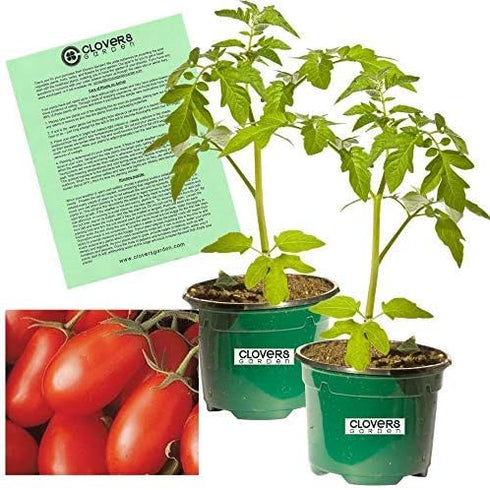Clovers Garden La Roma Red Tomato Plants Two (2) Live Plants Non-GMO