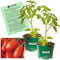 Clovers Garden La Roma Red Tomato Plants Two (2) Live Plants Non-GMO