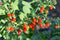 2 Live Plant Goji Berry Lycium Barbarum Rooted Cutting Healthy Super Fruit