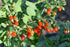 2 Live Plant Goji Berry Lycium Barbarum Rooted Cutting Healthy Super Fruit