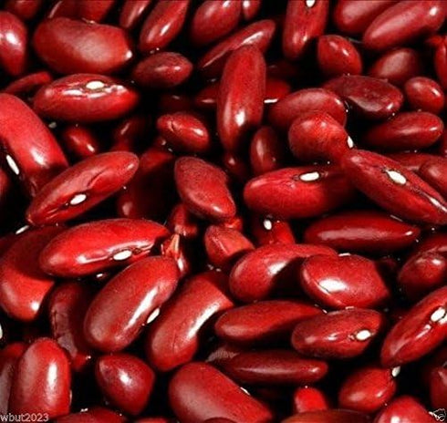 Kidney 500 Bean,LARGE DARK RED, Seeds ,Non-GMO Heirloom Grown Organically