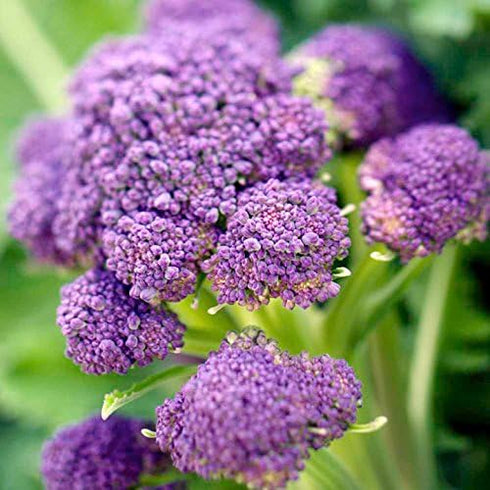 500+ Packet, 85% Purple Sprouting Broccoli Seeds, Heirloom Seeds Per (Isla's Garden Seeds), Non GMO Seeds, Botanical