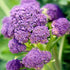 500+ Packet, 85% Purple Sprouting Broccoli Seeds, Heirloom Seeds Per (Isla's Garden Seeds), Non GMO Seeds, Botanical