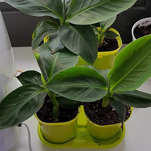 SeedsUA Seeds Indoor Ornamental Banana Tree Fruits for Planting Beatuful Flowers Non GMO