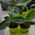 SeedsUA Seeds Indoor Ornamental Banana Tree Fruits for Planting Beatuful Flowers Non GMO