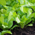 Artist Unknown Mustard Green Seeds,Chinese Asian Vegetable Seeds BAU-Sin Chinese Mustard Seeds for Home Garden Planting