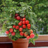 SeedsUA Seeds Indoor Tomato Dwarf in Pot Red Early Heirloom Vegetable for Planting Non GMO