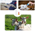 Haokixin 6Pcs 400 ml/13.5 oz 12 Mammal Goat Feeding Bottles and Nipples, Lamb and Kid Bottle, Livestock Baby Bottle