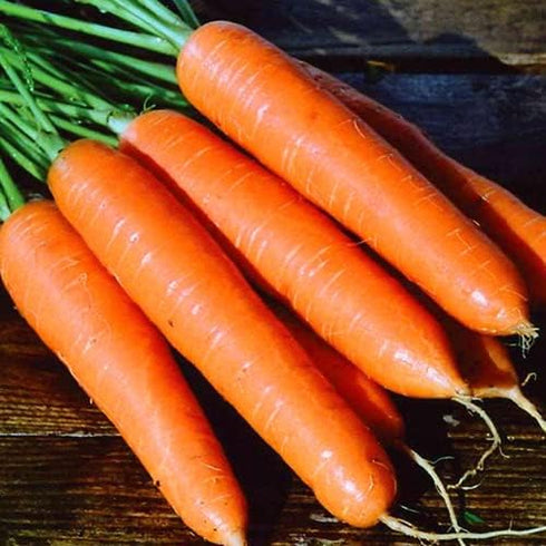 CEMEHA SEEDS 1000 Seeds Giant Red Carrot Sweet Non GMO Vegetable for Planting Seeds