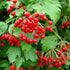 25+ Packet American Cranberry Bush Seeds (Viburnum trilobum) Heirloom Seeds per by Islas Garden Seeds, Hardy Shrub