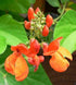 SVI 50 Scarlet Emperor Runner Bean Non-gmo British Heirloom Organically Grown. Seeds