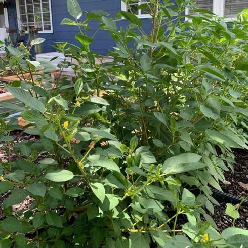 The Rike 4000 Egyptian Spinach Seeds, Corchorus Olitorius Molokhia, Ewedu, Jute, Saluyot Seeds
