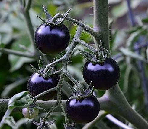 20 Rare Black Tomato Seeds for Planting Around Seeds