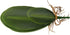 WINOMO Artificial Orchid Leaf, Fake Flower Leaf for Home Office Decoration