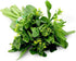 Generic 2000+ Seeds Brassica Juncea Choy Sum Mustard Yu Choy Sum Seeds, USA Chinese Broccoli Scallion Chive Asian
