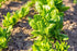 (3.0g) 95% Gaea's Blessing Seeds - Spinach Seeds - Bloomsdale Spinach Non-GMO Seeds with Easy to Follow Planting