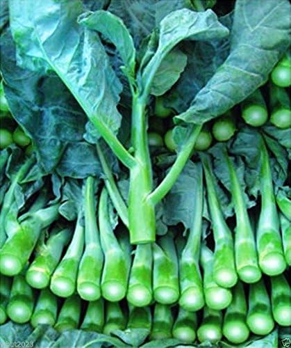 ENVIDESO Chinese Broccoli-1000 Seeds, Kai LAN, GAI LAN, ICA Alboglabra, Open Pollinated