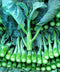 ENVIDESO Chinese Broccoli-1000 Seeds, Kai LAN, GAI LAN, ICA Alboglabra, Open Pollinated