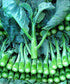 ENVIDESO Chinese Broccoli-1000 Seeds, Kai LAN, GAI LAN, ICA Alboglabra, Open Pollinated