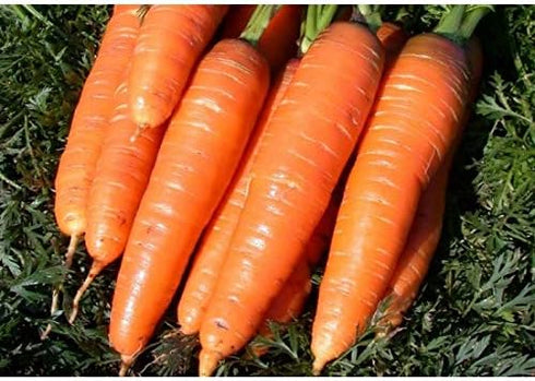 SeedsUA 2000 Giant Carrot Seeds Red Vegetable for Planting Giant Non GMO Seeds