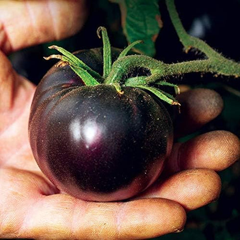 20 Rare Black Tomato Seeds for Planting Around Seeds