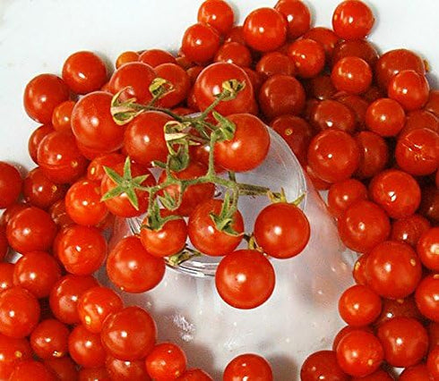 Harley Seeds 30 Sweet Pea Currant Tomato Seeds, Heirloom Non GMO, Extra Sweet and