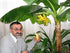 SeedsUA Seeds Indoor Ornamental Banana Tree Fruits for Planting Beatuful Flowers Non GMO