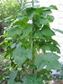 (1 LB) Dirt Goddess Super Seeds ~ Provider Bush Bean Seeds Bulk Non GMO