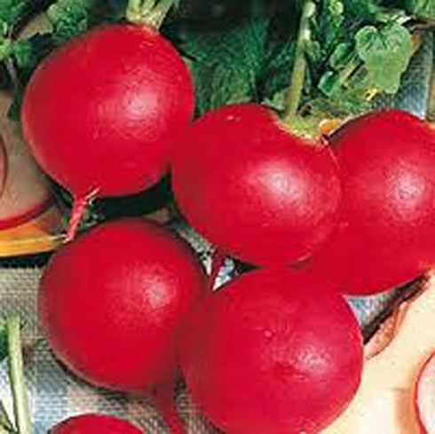Seed Kingdom Radish German Giant Great Heirloom Vegetable by BULK 1/4 Lb Seeds