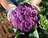 NIKA SEEDS 100 Seeds Vegetable Cauliflower Purple Cabbage - Seeds