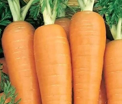 Instant Latch 750 Danvers Carrot Seeds for Planting Non GMO Heirloom Seeds Fresh Vegetable