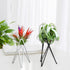 White Metal Air Plant Holder, Geometric Iron Tillandsia Stand, Art Display Home Garden Ornaments for Plant