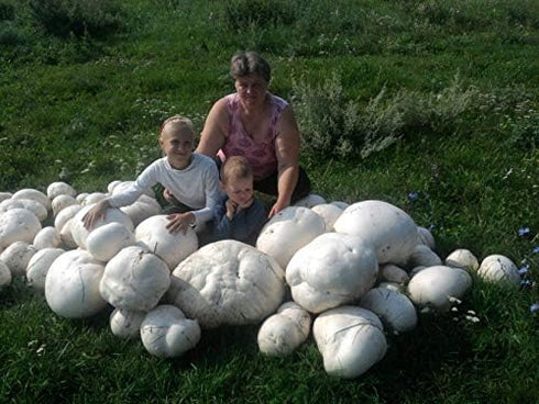 CEMEHA SEEDS Giant Puffball Mushrooms Non GMO for Planting Mycelium Spawn Spores
